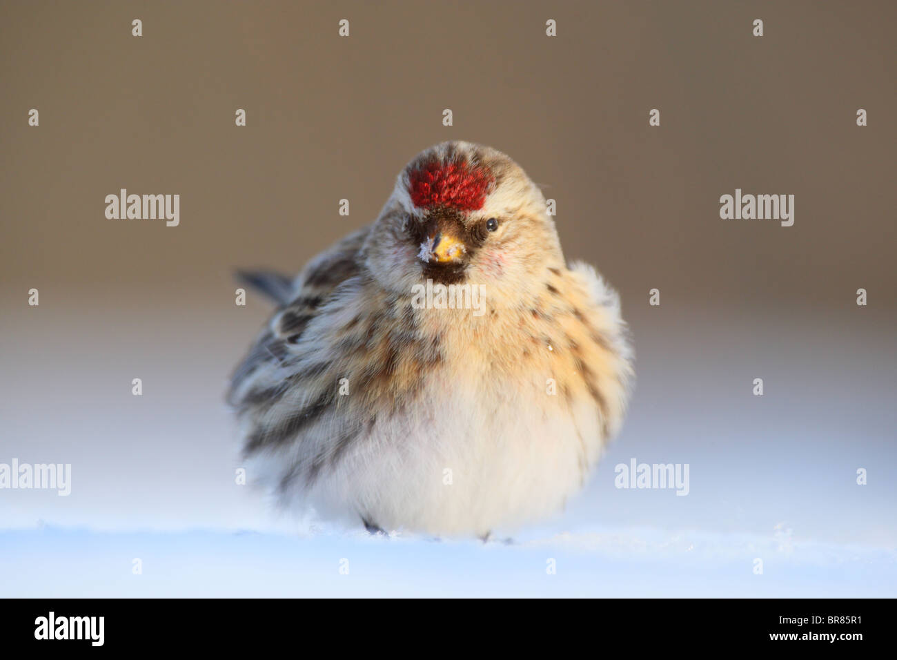 Sizerin flammé (Carduelis flammea) dans la neige. Banque D'Images