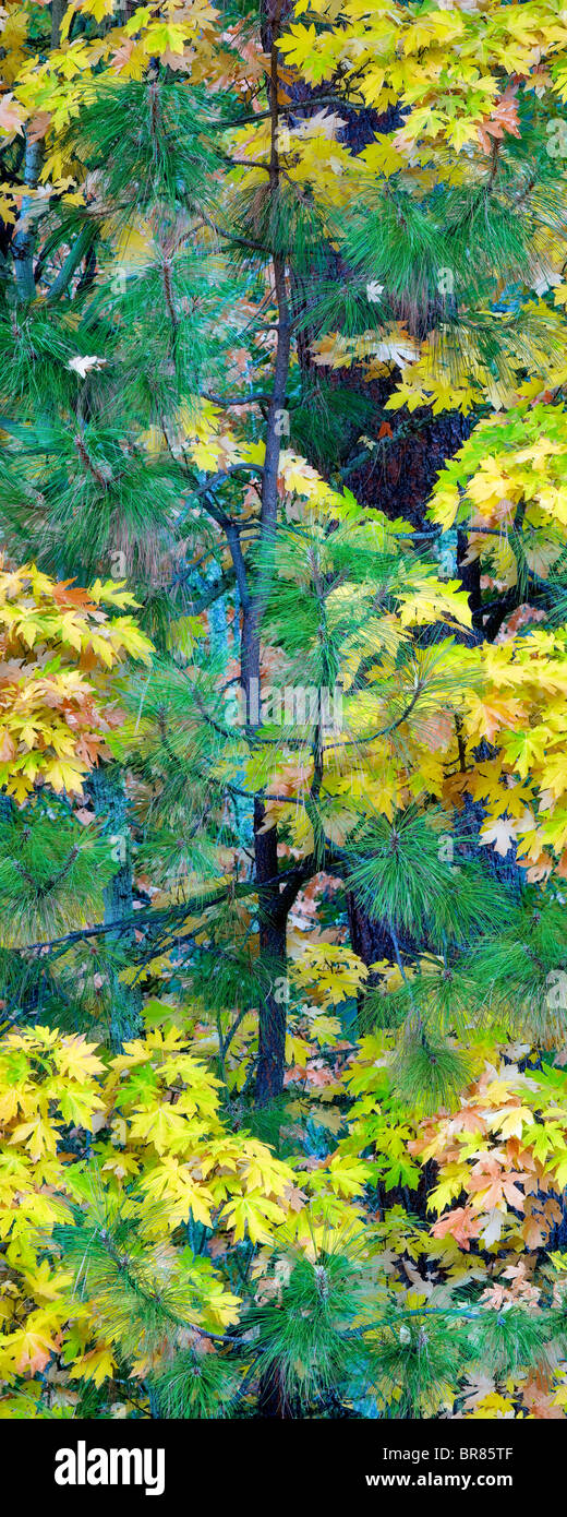 Couleur d'automne Feuille d'érable avec grand arbre Ponderosa. Le Comté de Hood River, Oregon Banque D'Images