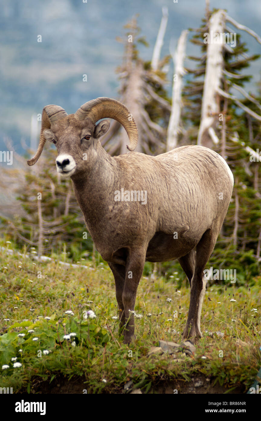 Des mouflons dans le Glacier National Park, Montana, USA Banque D'Images