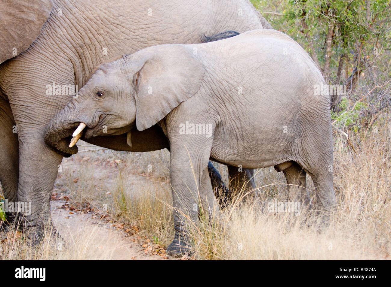 Les jeunes avec la mère d'éléphants d'Afrique dans le parc national Kruger, Afrique du Sud Banque D'Images