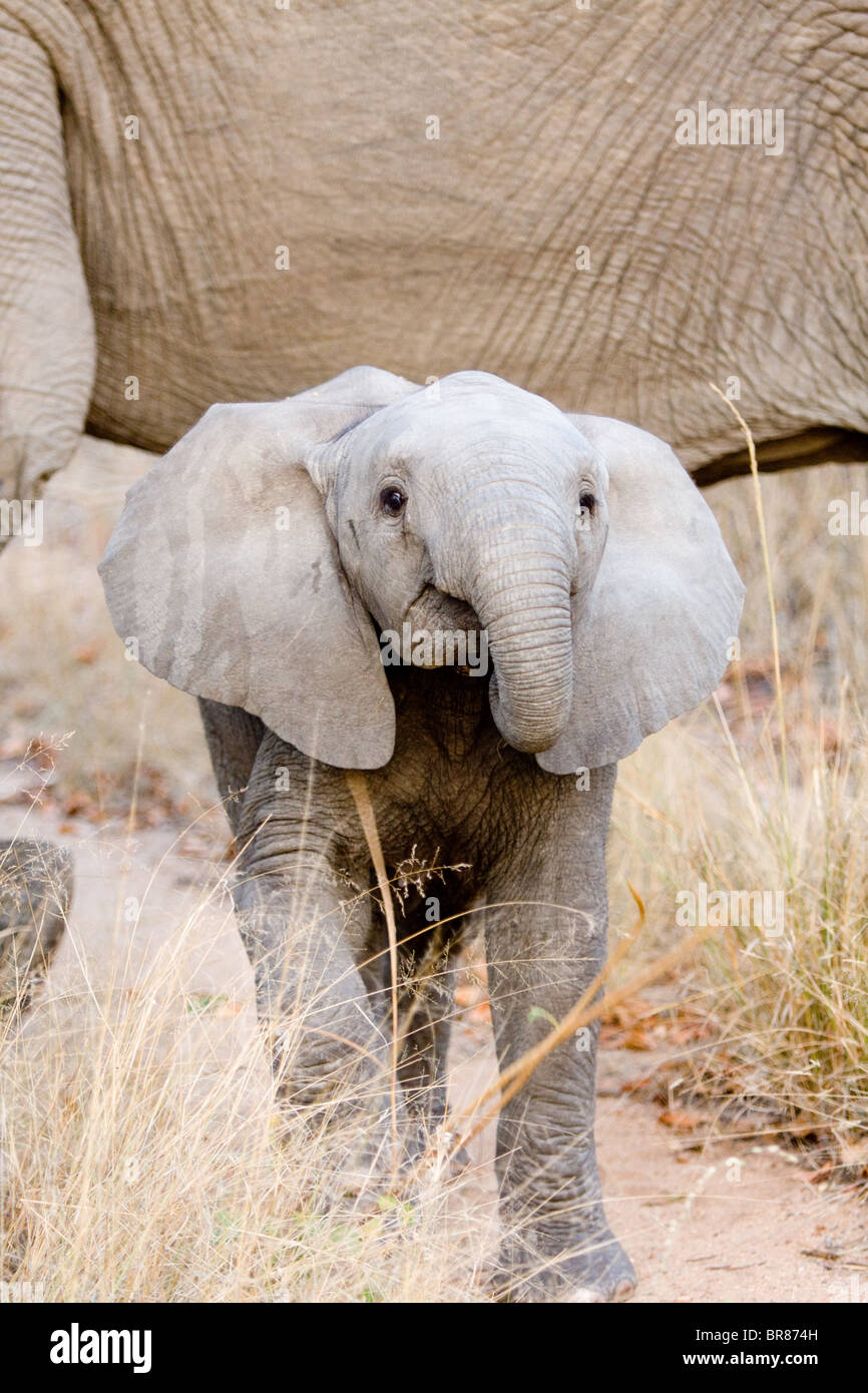 Jeune éléphant africain en Kruger National Park, Afrique du Sud Banque D'Images