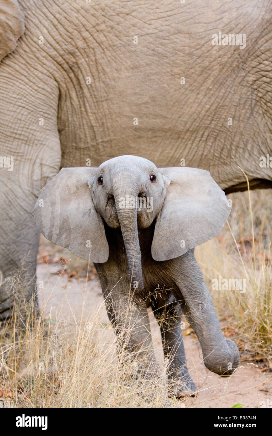 Jeune éléphant africain en Kruger National Park, Afrique du Sud Banque D'Images