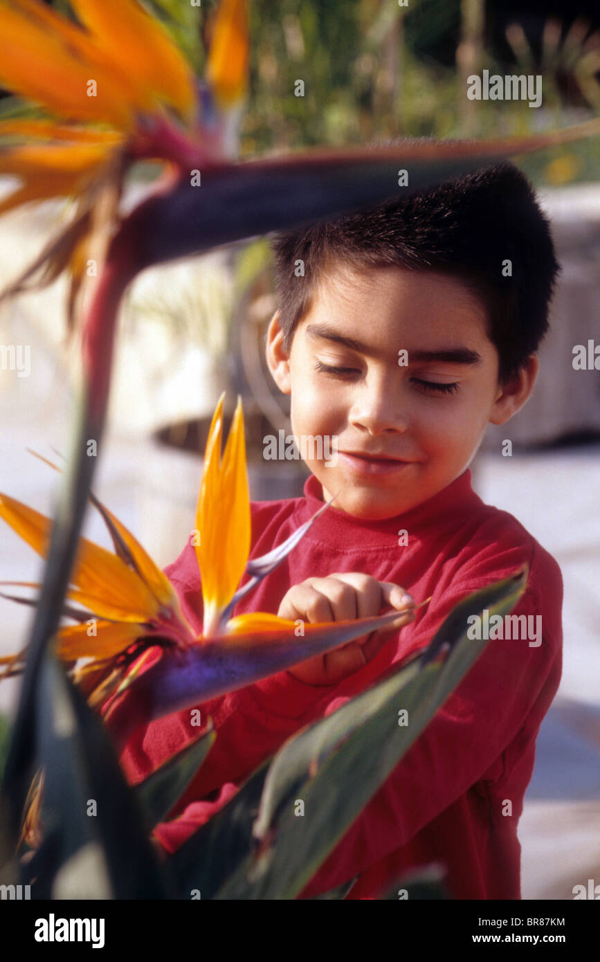 Young Hispanic boy touch Bird of Paradise flower plante fleur couleur découvrir d'intérêt à trouver de nouvelles jolie nature jardin Banque D'Images