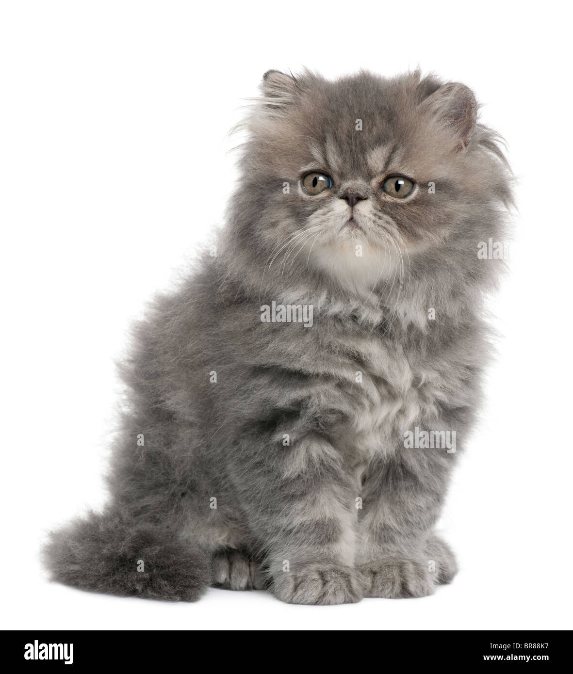Chaton Persan L Age De 2 Mois In Front Of White Background Photo Stock Alamy Chaton Persan L Age De 2 Mois In Front Of White Background Photo Stock Alamy