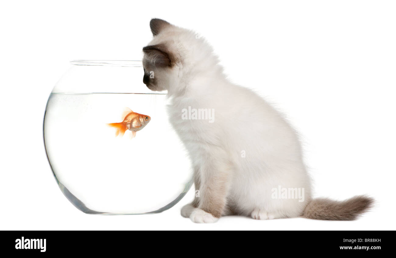 Chaton Birman, l'âge de 2 mois, à la recherche dans Goldfish Bowl in front of white background Banque D'Images