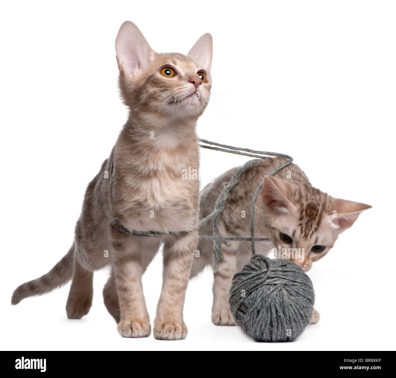 Ocicat Deux Chats 13 Semaines Jouant Avec Une Pelote De Laine Photo Stock Alamy