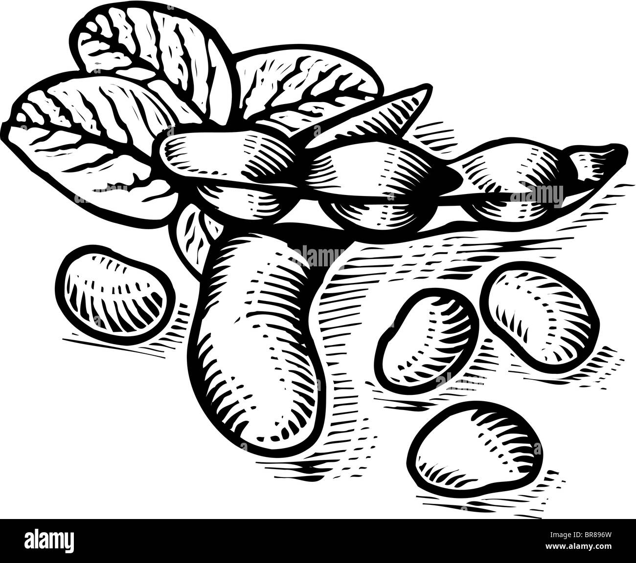 Bouquet de haricots de soja, noir et blanc Banque D'Images