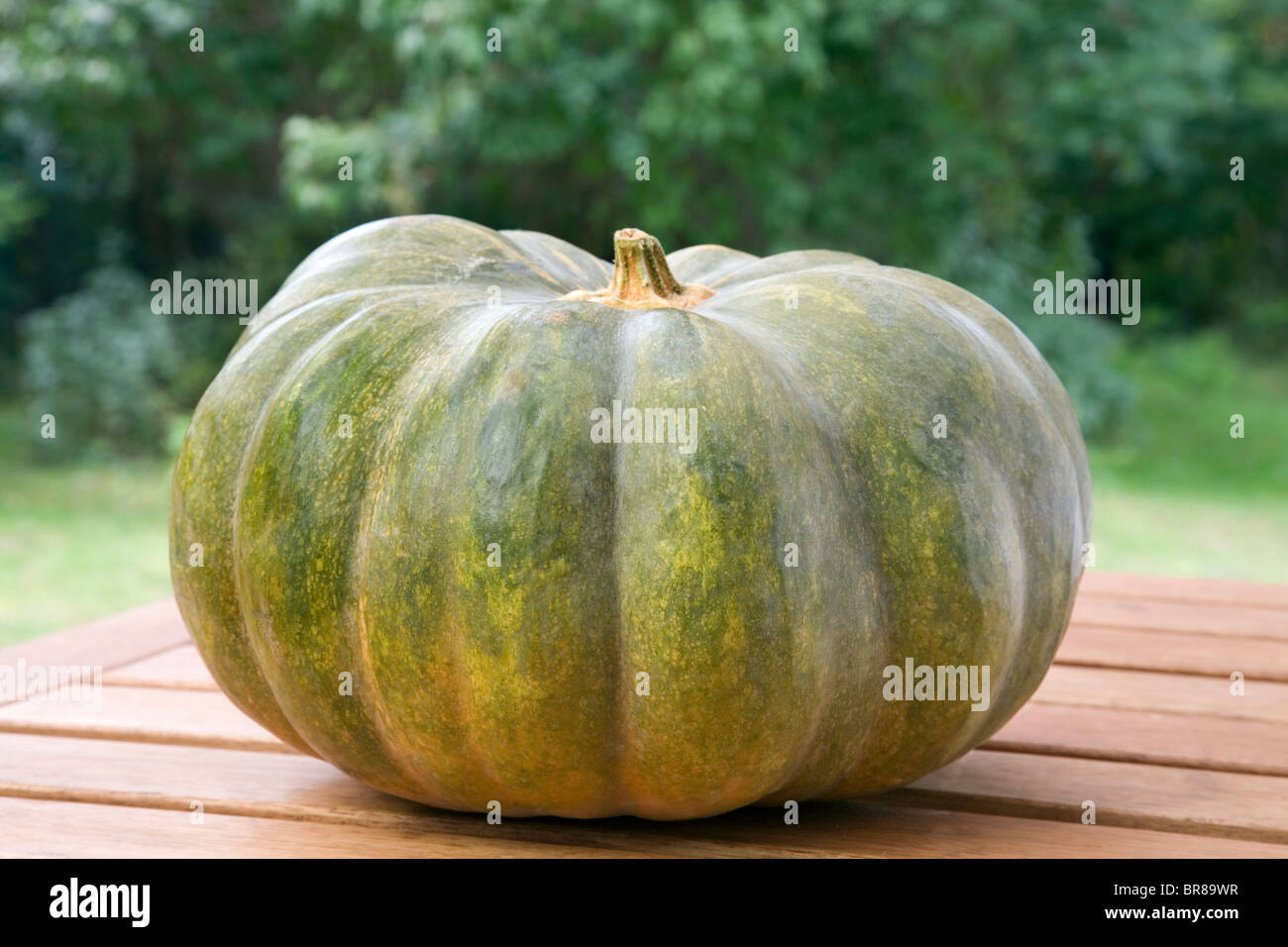 Muscade de Provence Pumpkin Banque D'Images
