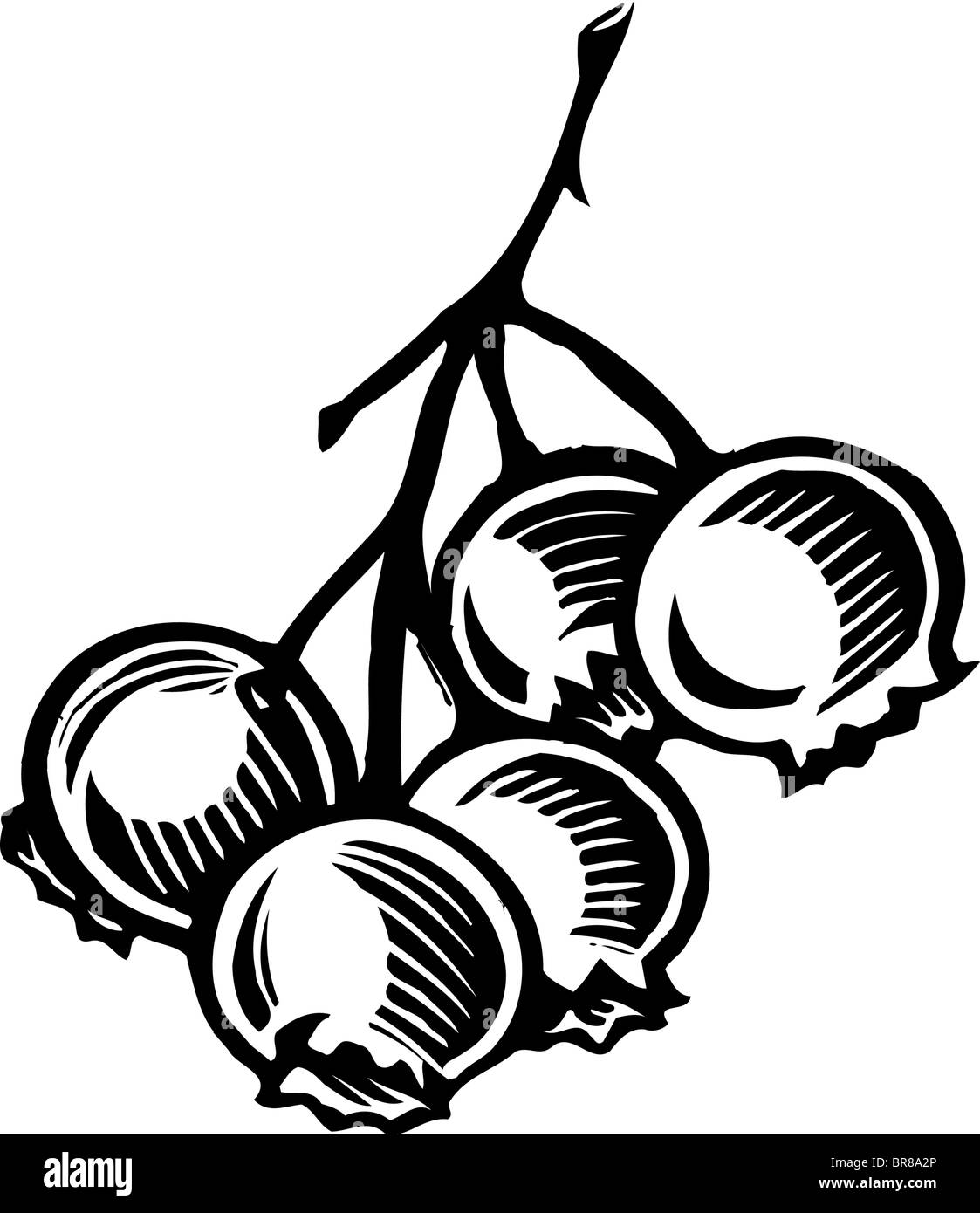 Un bouquet de bleuets illustré en noir et blanc sur un fond blanc Banque D'Images