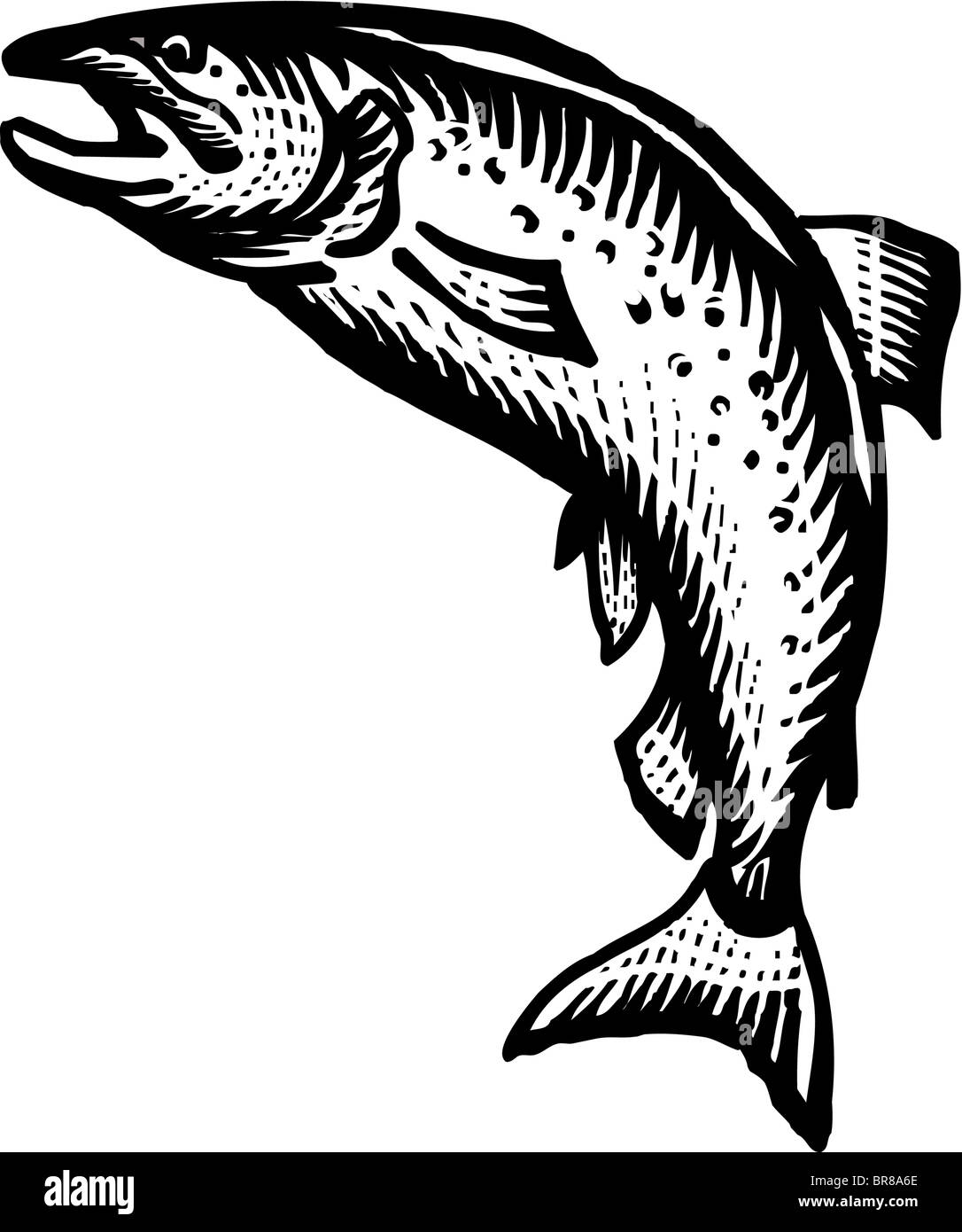 Une photo d'un saumon noir et blanc Banque D'Images