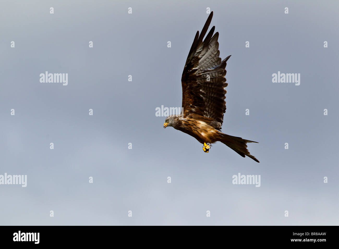 GIGRIN FARM RED KITE Banque D'Images