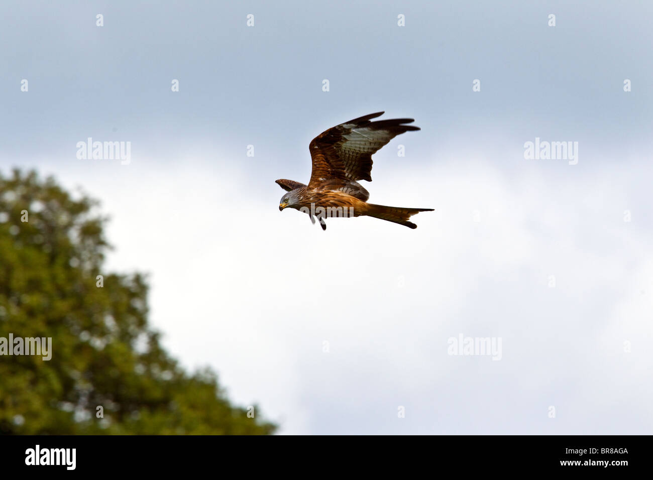 GIGRIN FARM RED KITE Banque D'Images