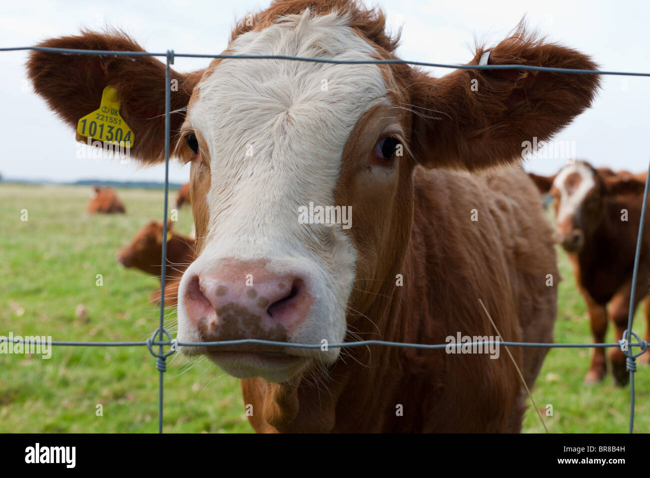 Tête de vache encadrée dans wire fence Banque D'Images