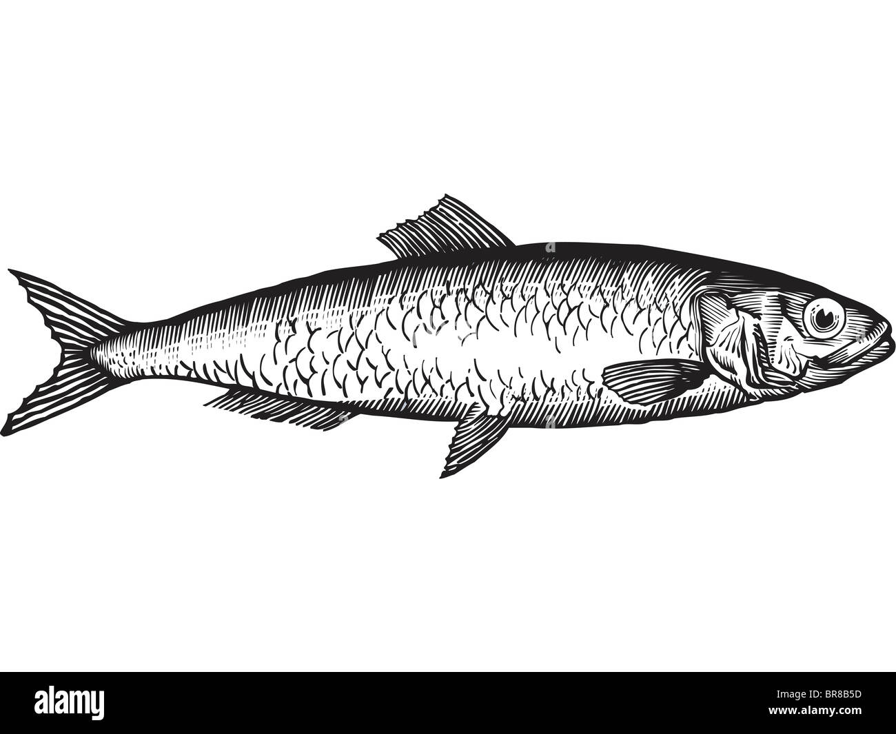 Un dessin en noir et blanc d'un permis de pêche du hareng Banque D'Images