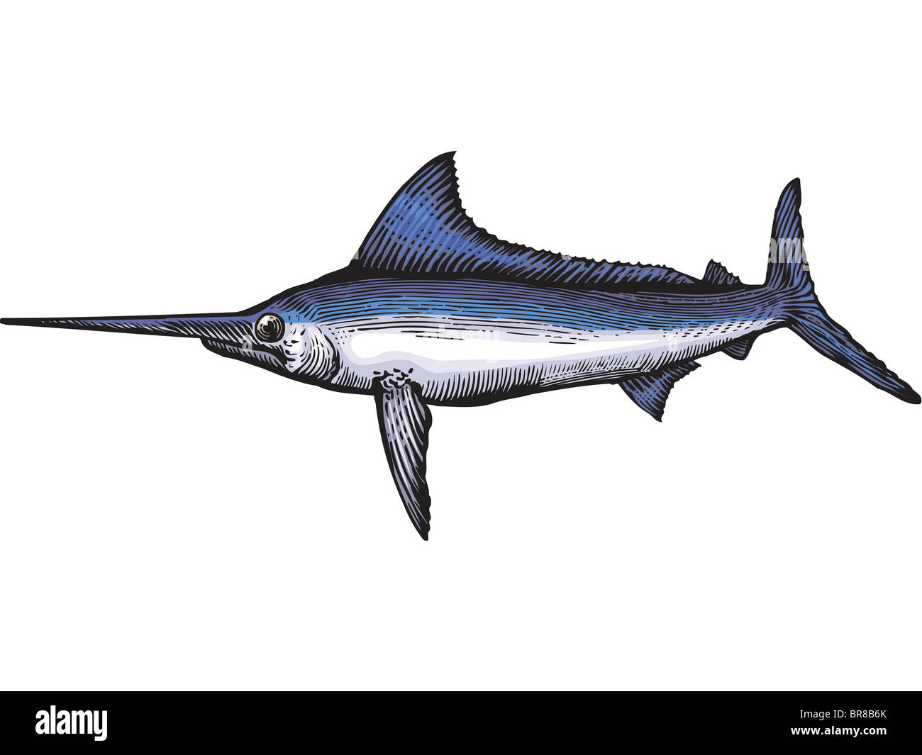 Un dessin d'un marlin Banque D'Images