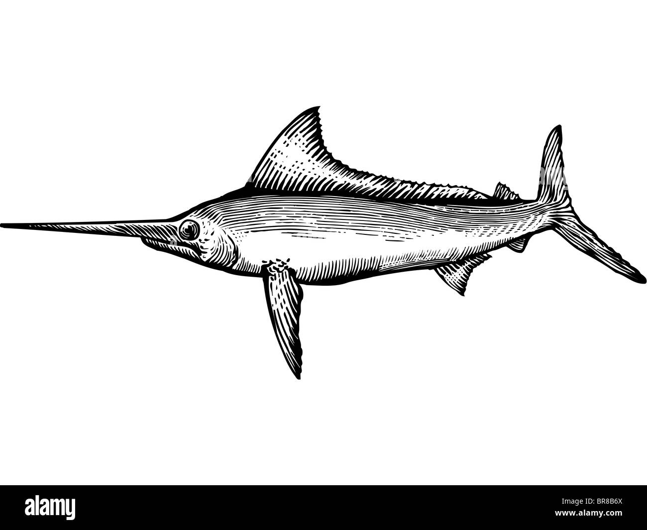 Un dessin en noir et blanc d'un marlin Banque D'Images