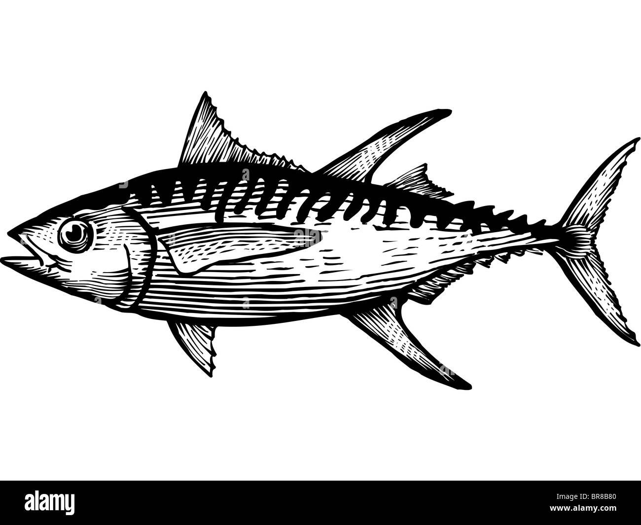 Un dessin en noir et blanc d'un thon à nageoires jaunes Banque D'Images