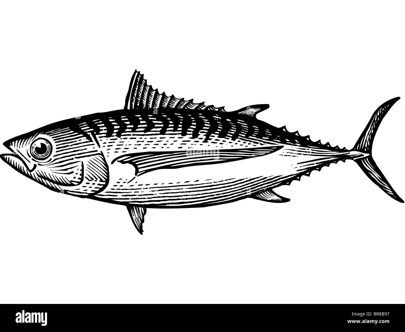 Un dessin en noir et blanc d'un thon germon Banque D'Images