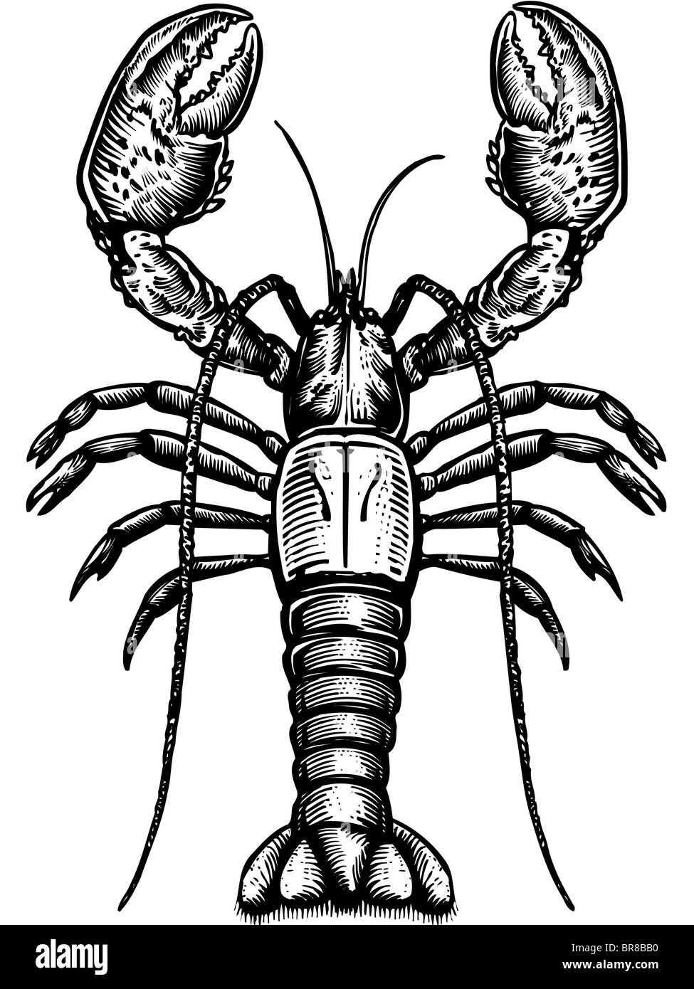 Un dessin en noir et blanc d'un homard Banque D'Images