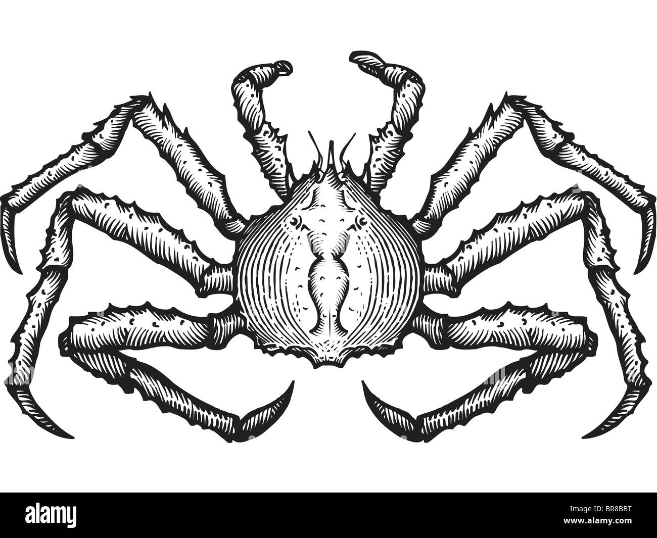 Un dessin en noir et blanc d'un king crab Banque D'Images