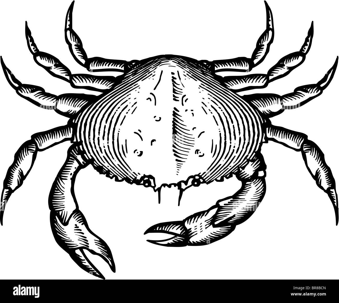 Un dessin en noir et blanc d'un crabe dungeoness Banque D'Images