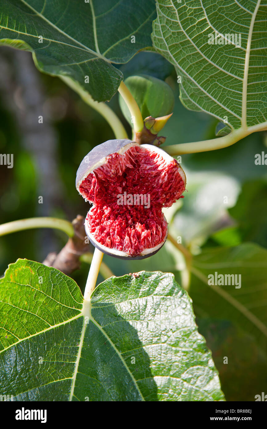 Fig Tree Fruit. Mallorca. Espagne Banque D'Images