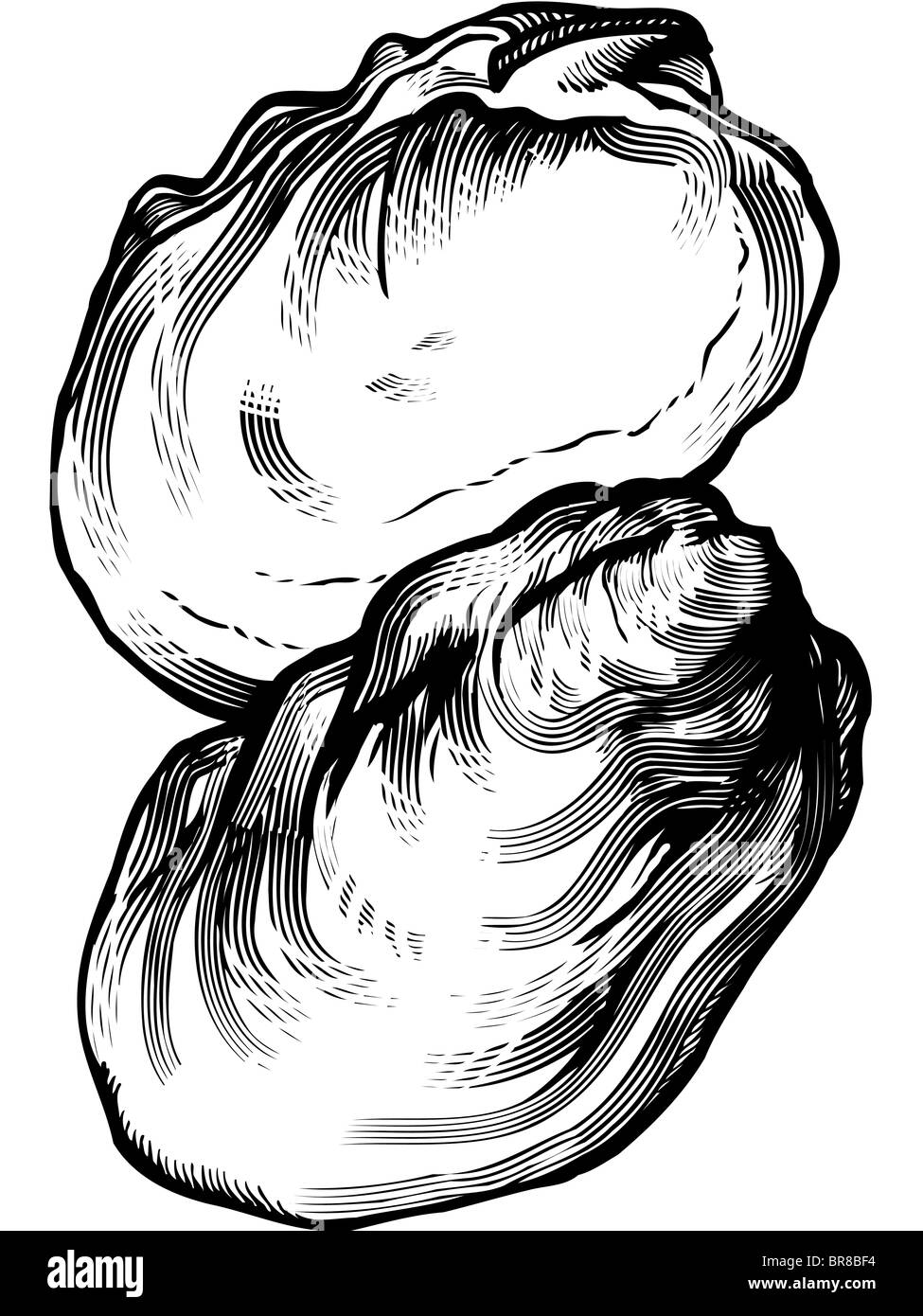 Un dessin en noir et blanc d'une huître Banque D'Images