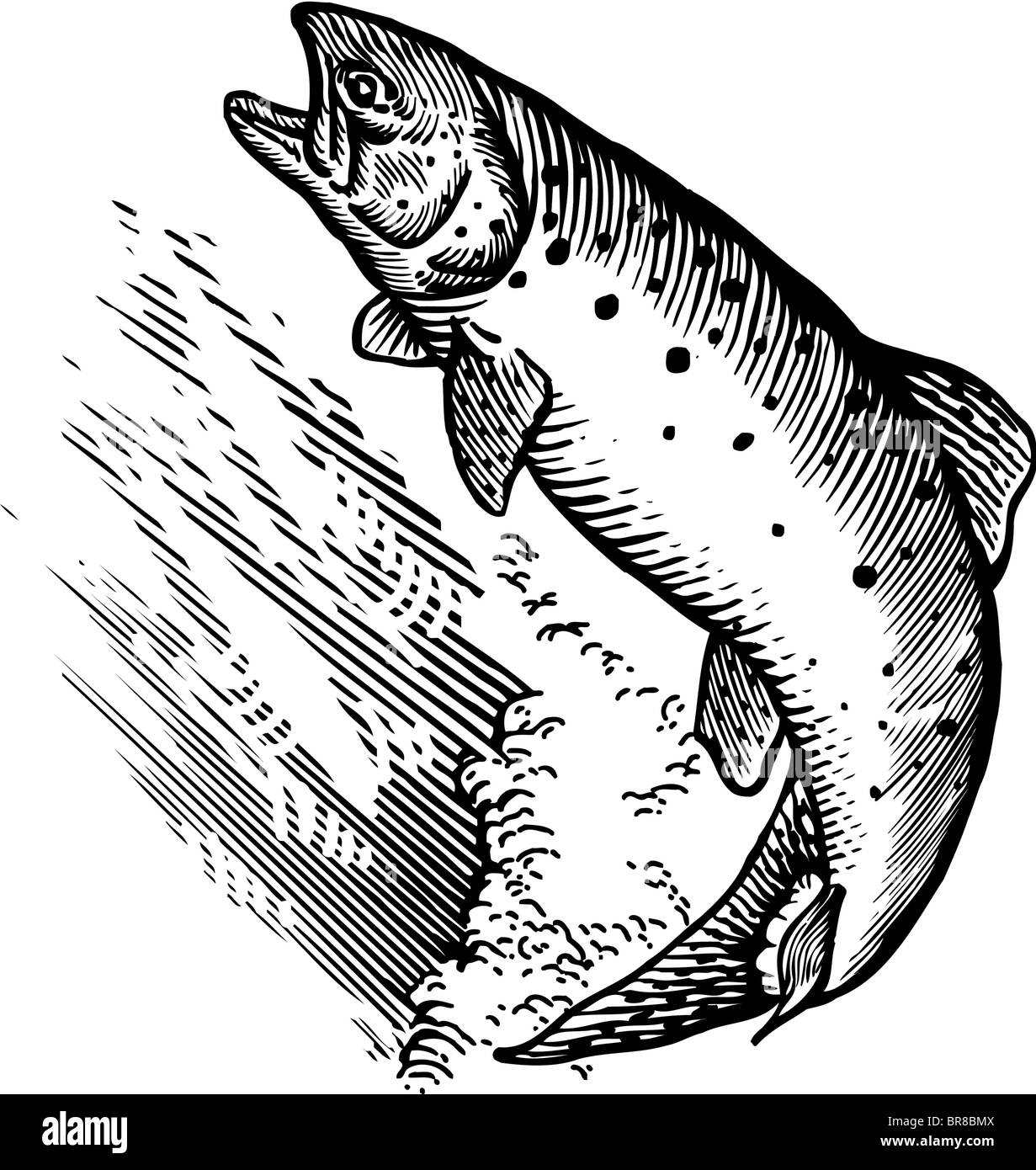 Un dessin d'un saumon bondissant Banque D'Images