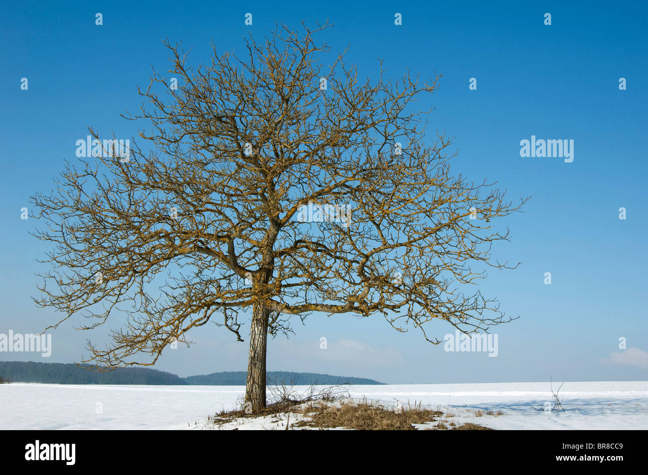 L'anglais, le Persan Noyer noyer (Juglans regia), arbre solitaire en hiver. Banque D'Images