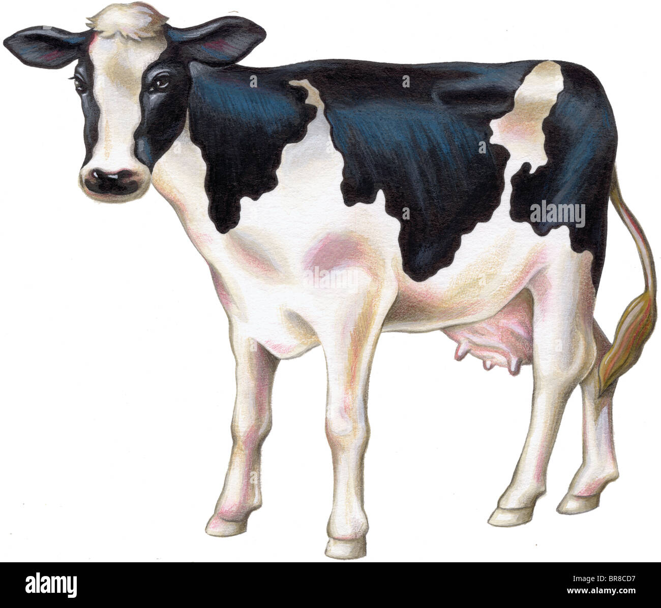 Une peinture d'une vache Banque D'Images