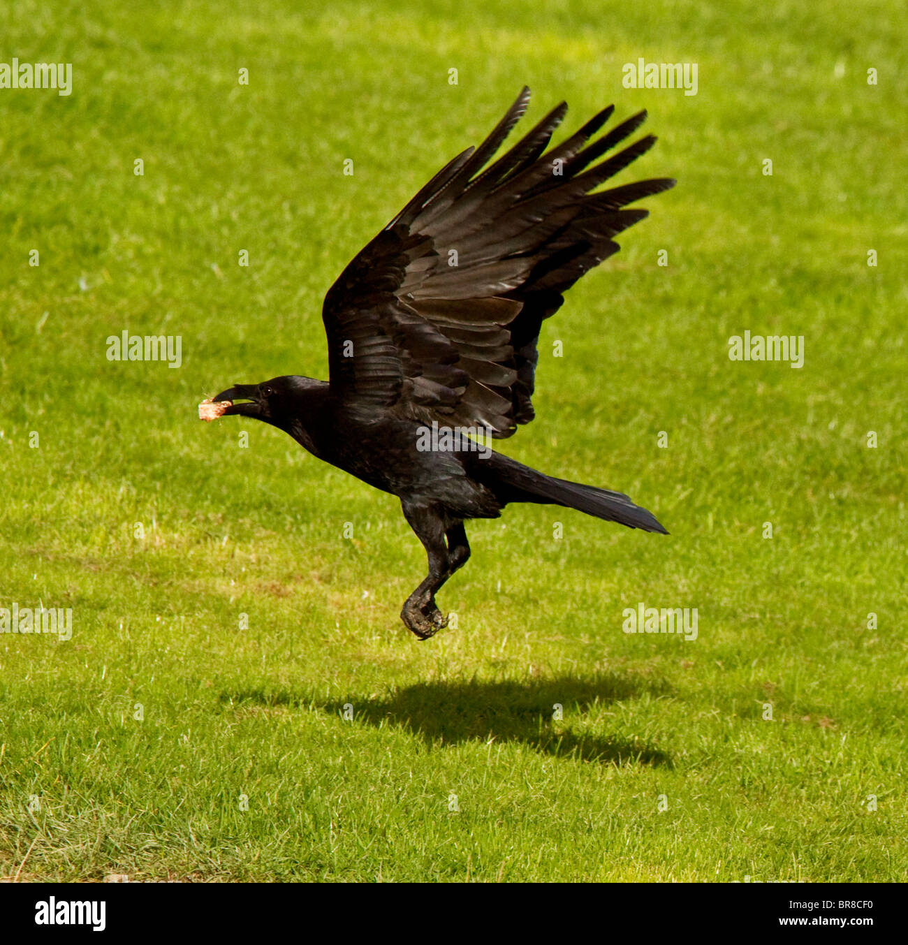 Corneille noire Corvus corone en vol à rhayader powys gigrin farm dans un endroit où vous verrez la faune gallois à son meilleur Banque D'Images