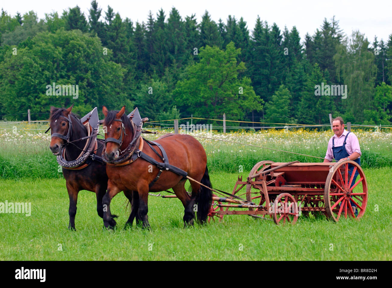 L'Allemand du sud Coldblood (Equus caballus) transfert de l'ancienne machine agricole. Banque D'Images