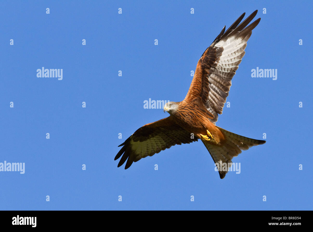 Le Milan royal Milvus milvus Rhayader Gigrin Farm Welsh Wildlife à son meilleur Banque D'Images