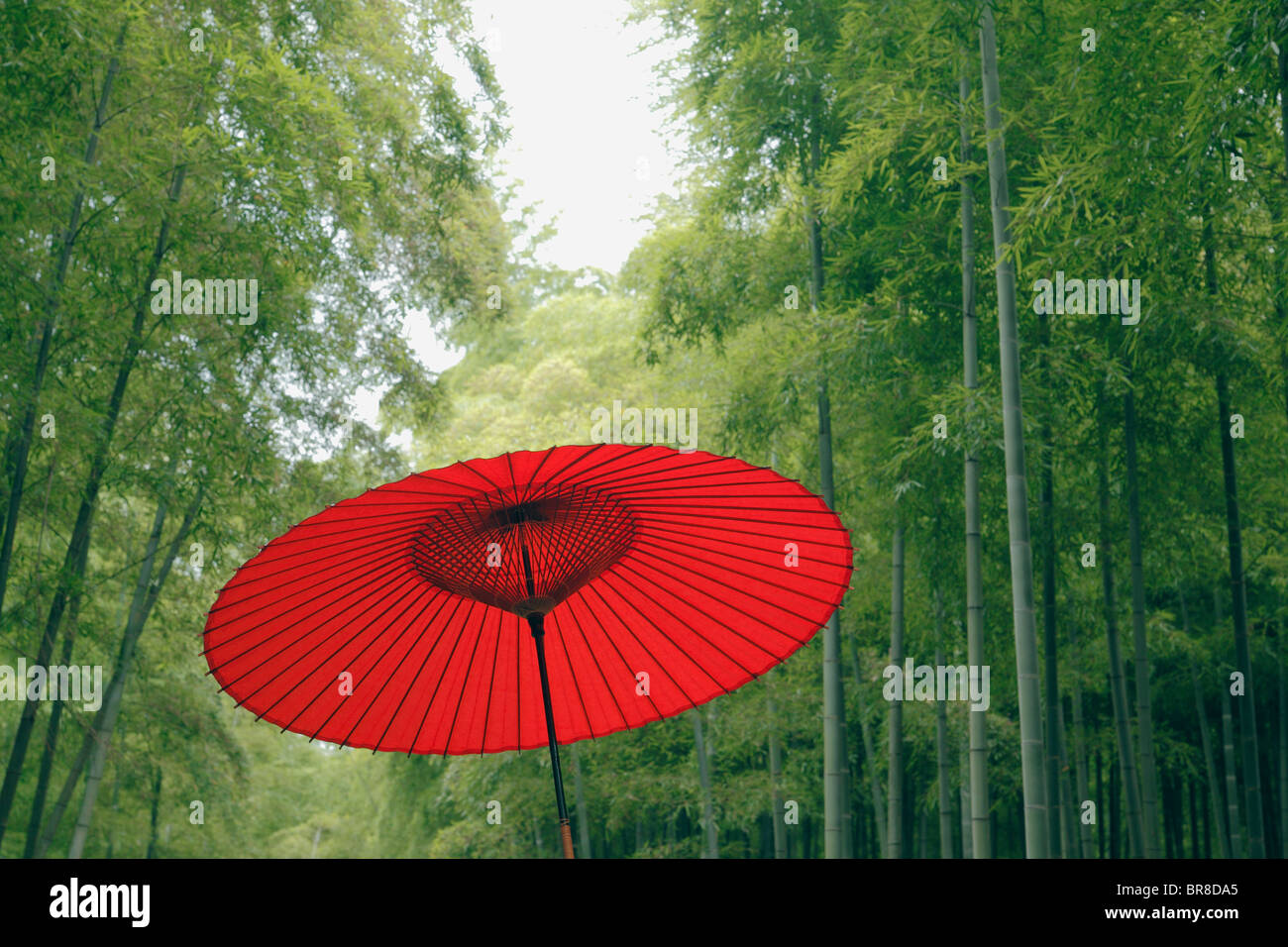 Parapluie de papier dans un bosquet du bambou Banque D'Images