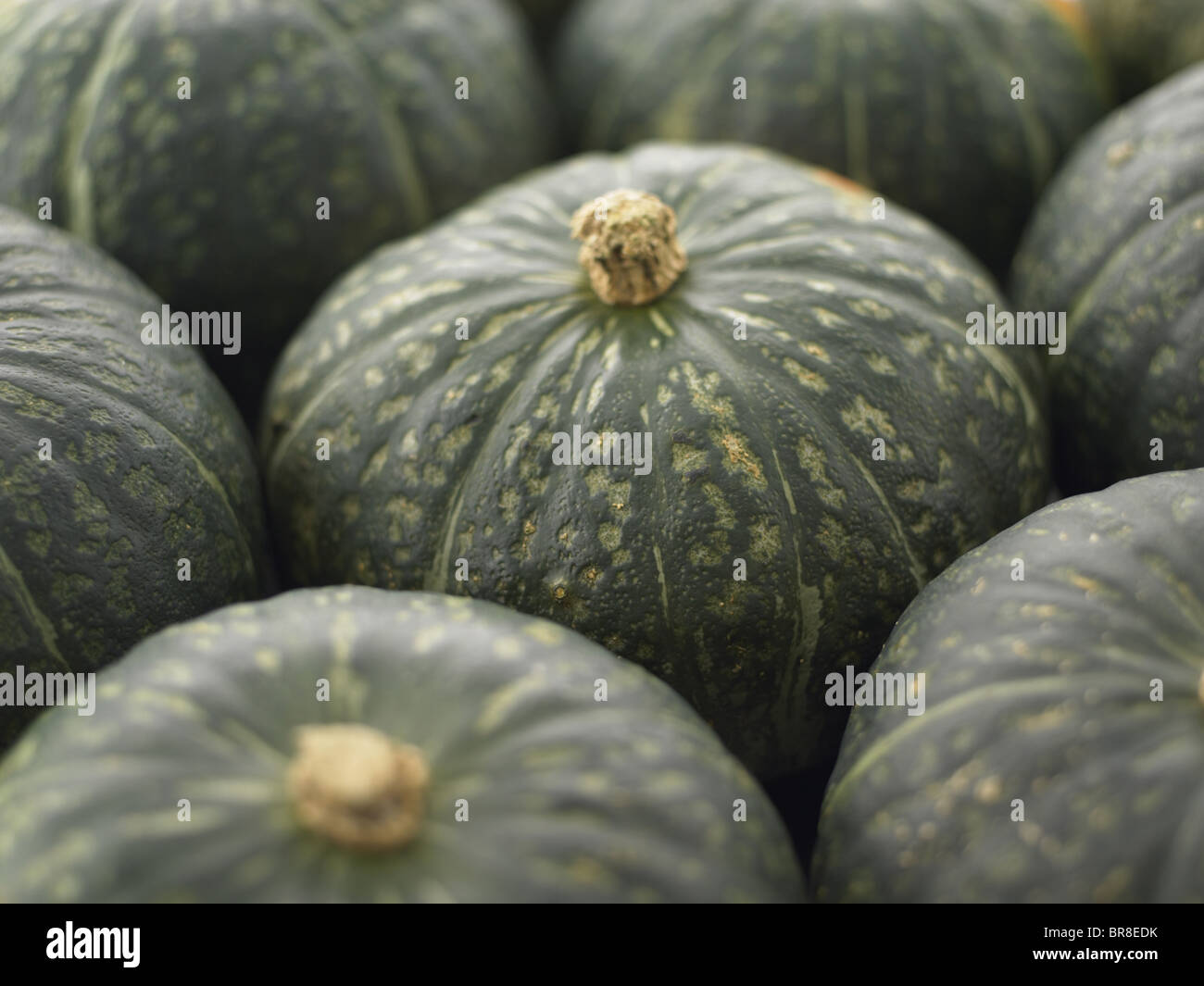 Close up of pumpkins, full frame Banque D'Images