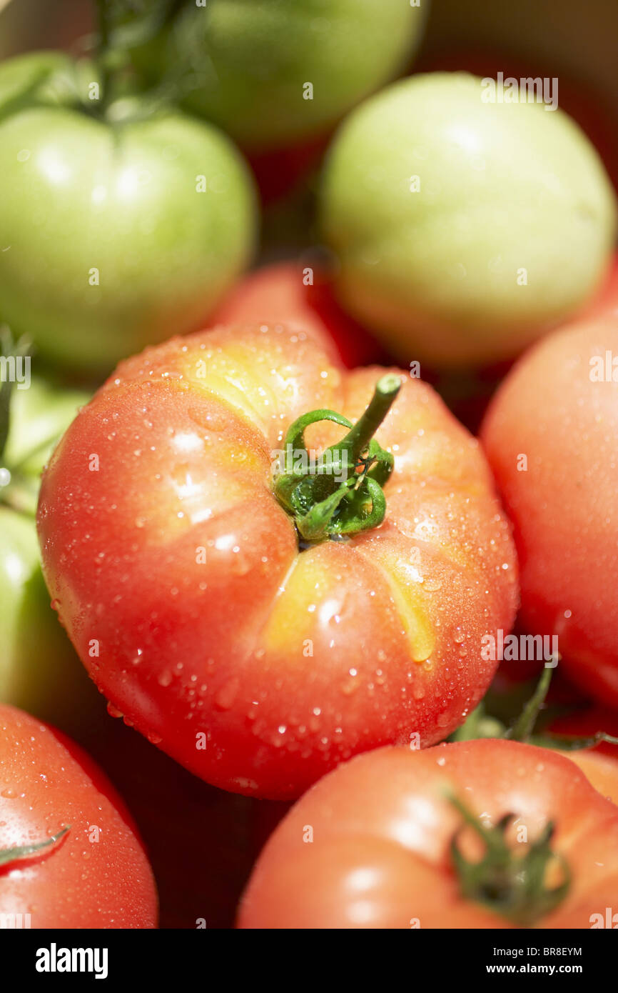 Les tomates rouges et vertes, Close up Banque D'Images