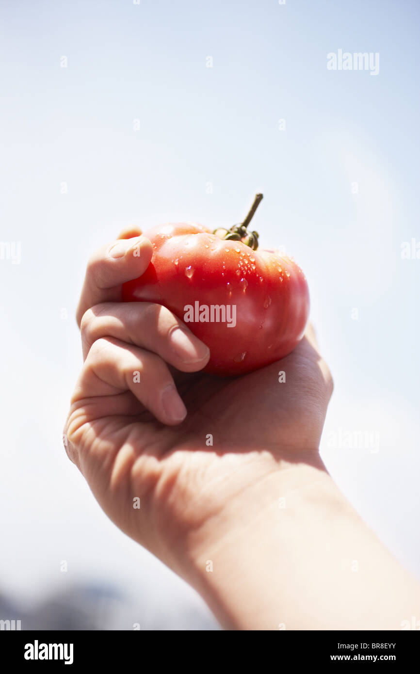 Hand holding tomato, Close up Banque D'Images