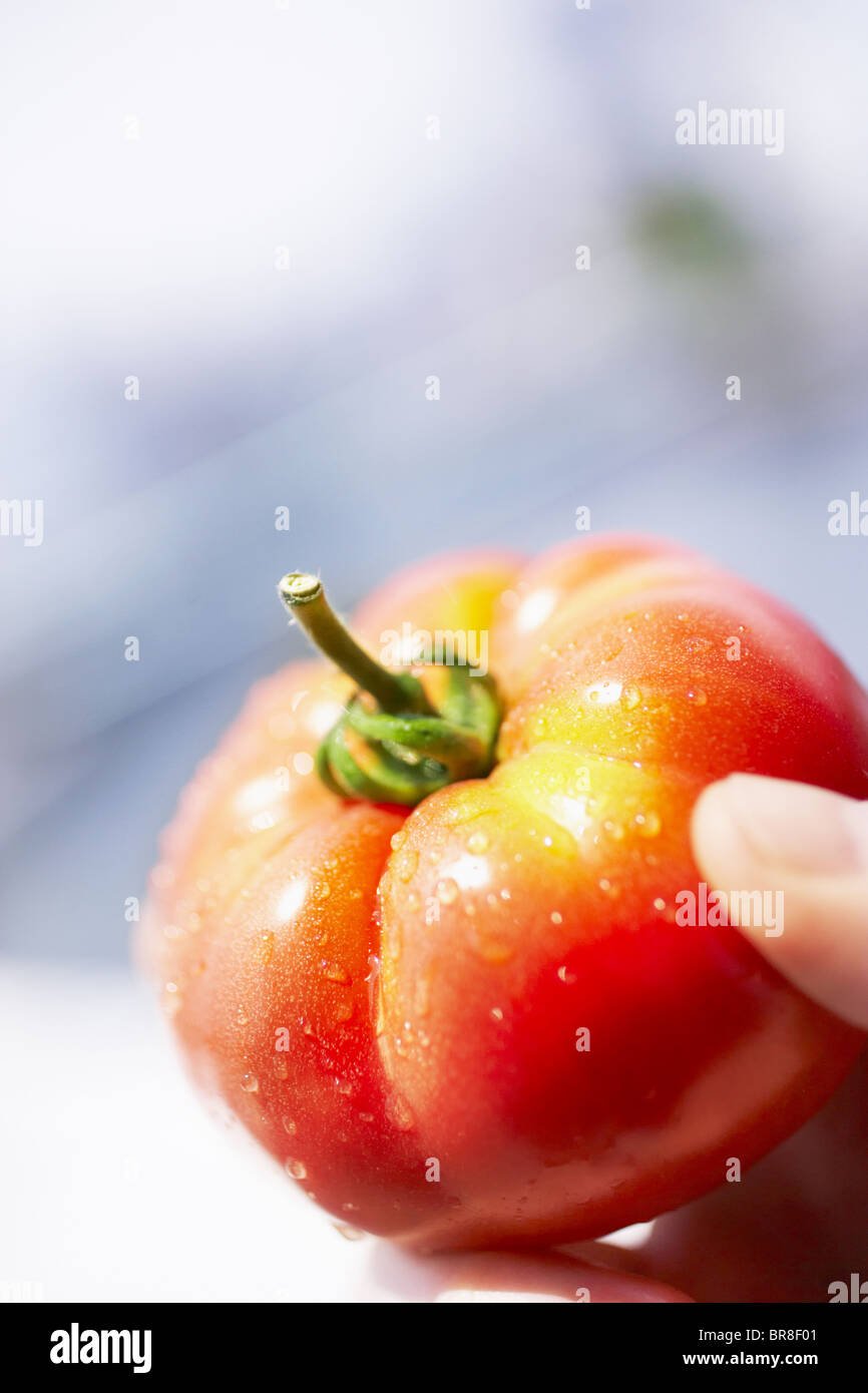 Gouttes d'eau sur la tomate, Close up Banque D'Images