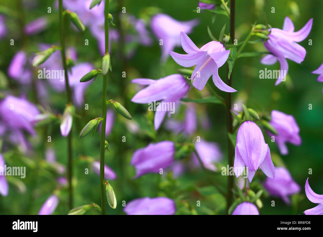 Canterbury Bell fleurs, Close up, differential focus Banque D'Images