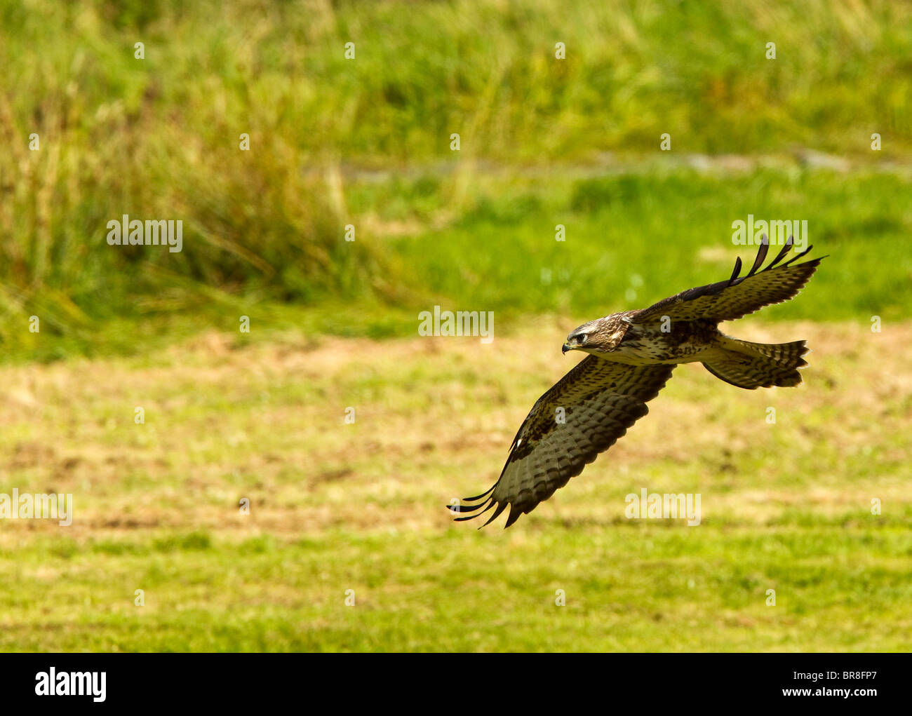 Nom latin Buteo buteo famille des faucons, vautours et aigles (Accipitridae) Sommaire maintenant la plus courante et la plus répandue d'oiseaux au Royaume-Uni Banque D'Images