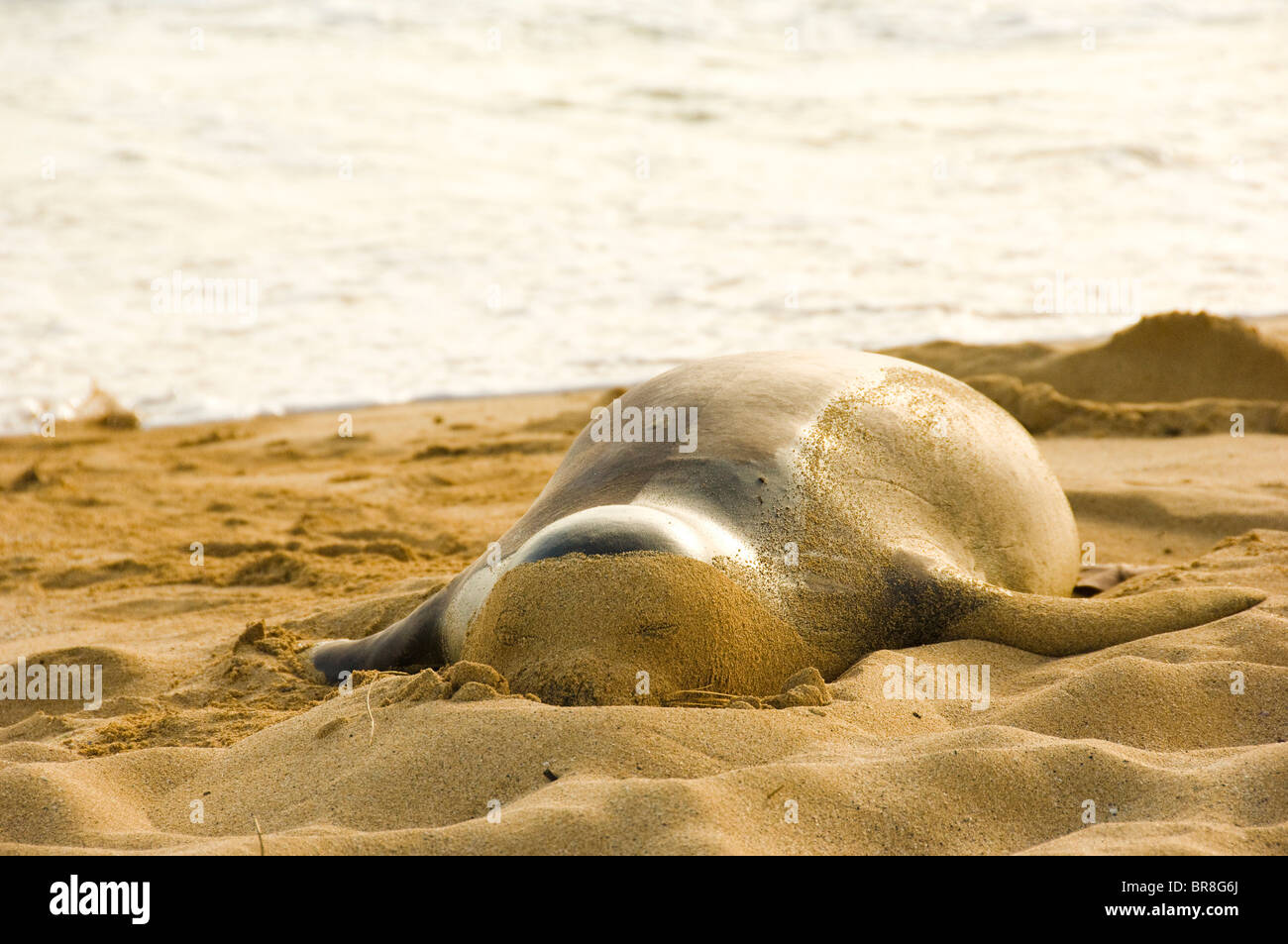 Dormir sur la plage d'étanchéité Banque D'Images