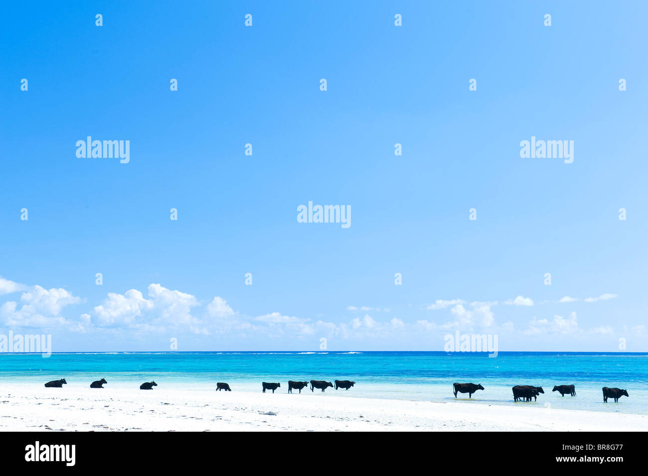 Vaches sur la plage Banque D'Images