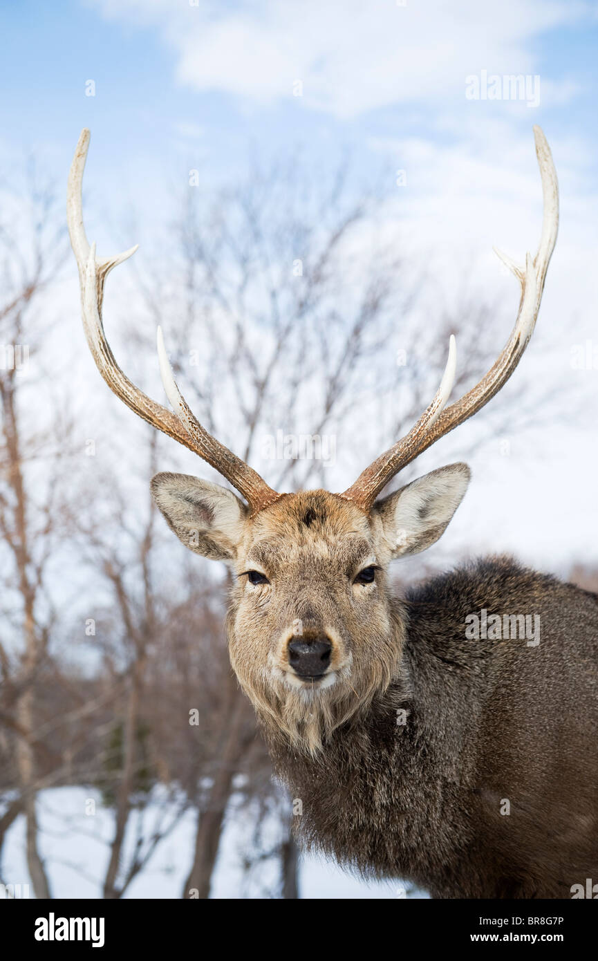 Homme cerf sika (Cervus nippon) Banque D'Images