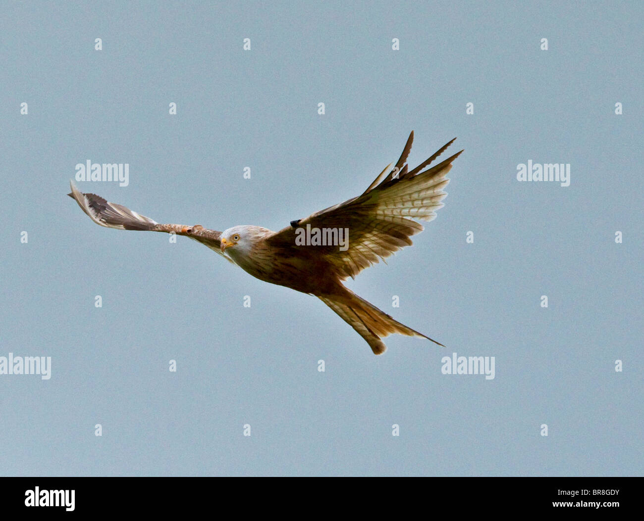 Luecistic GIGRIN FARM RED KITE faune gallois à son meilleur Banque D'Images