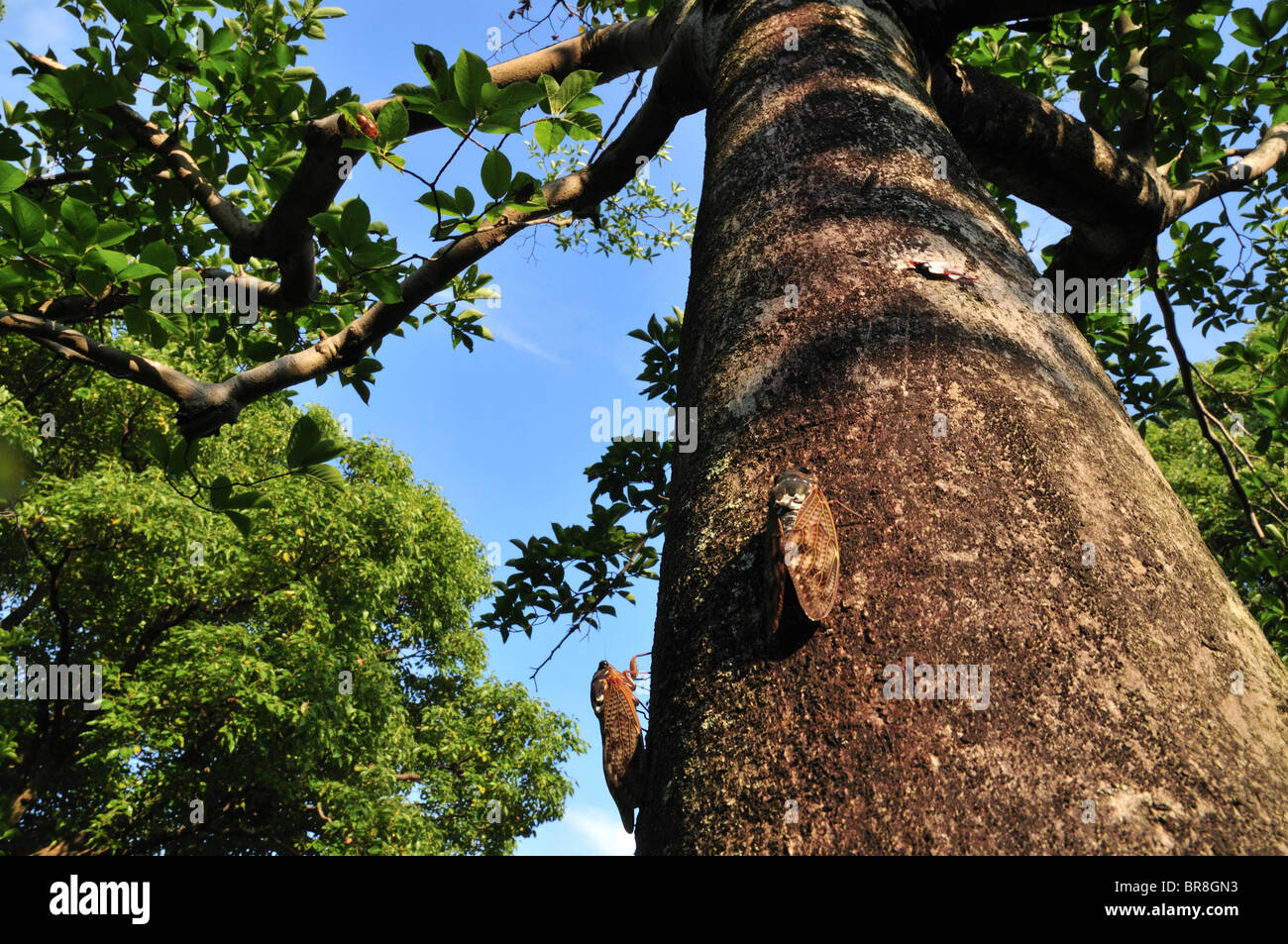 Grandes Cigales marron sur tronc d'arbre Banque D'Images
