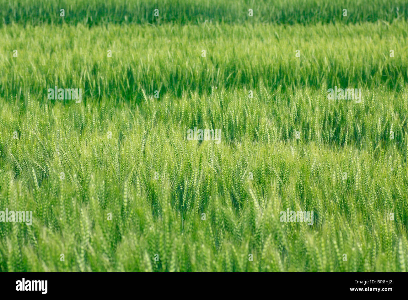 Champ De Blé Vert Banque d'image et photos - Alamy
