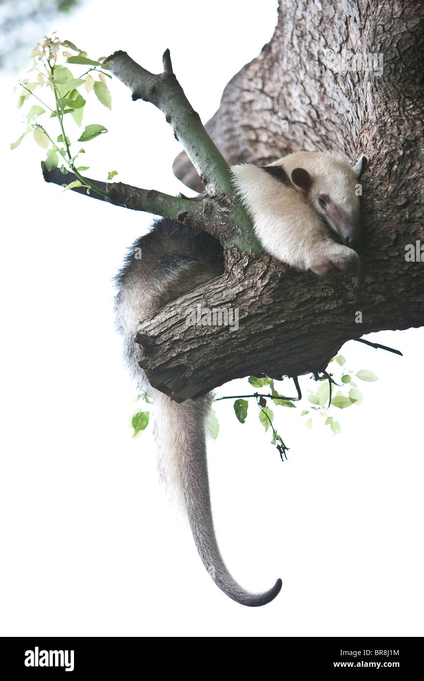 Anteater on tree Banque D'Images