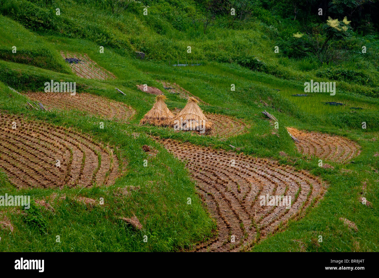 Senmaida Banque D Image Et Photos Alamy Senmaida Banque D Image Et Photos Alamy