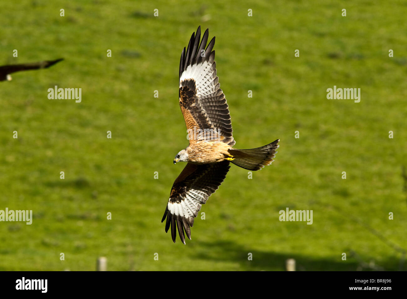 GIGRIN FARM RED KITE Banque D'Images