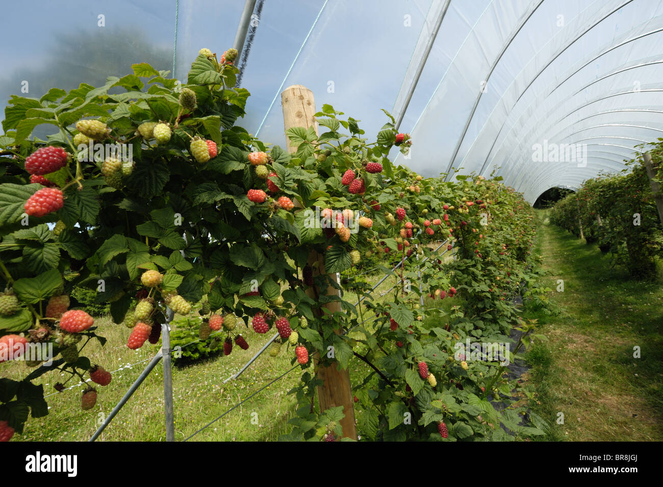 (Rubus Tayberry fruti. X R. idaeus) fruit mûr sur l'auto-cueillette de plantes dans un polytunnel Banque D'Images